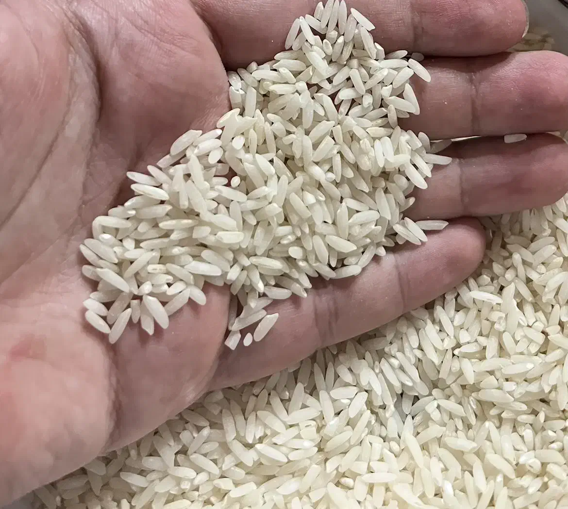 برنج طارم هاشمی درجه یک|خوردنی و آشامیدنی|چمستان, |دیوار