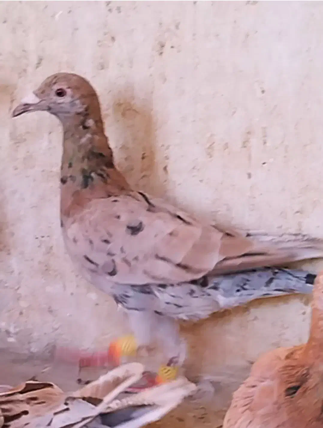 سرخ هفرنگ نر|پرنده|اقبالیه, |دیوار