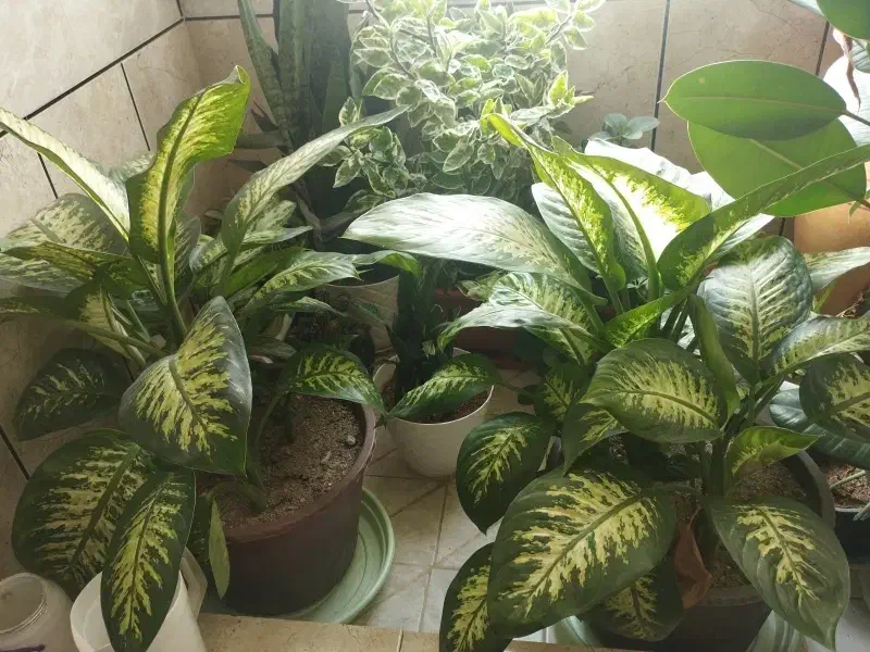 دو عدد دیفن هر کدام ۱۵۰۰|گل و گیاه طبیعی|چادگان, |دیوار