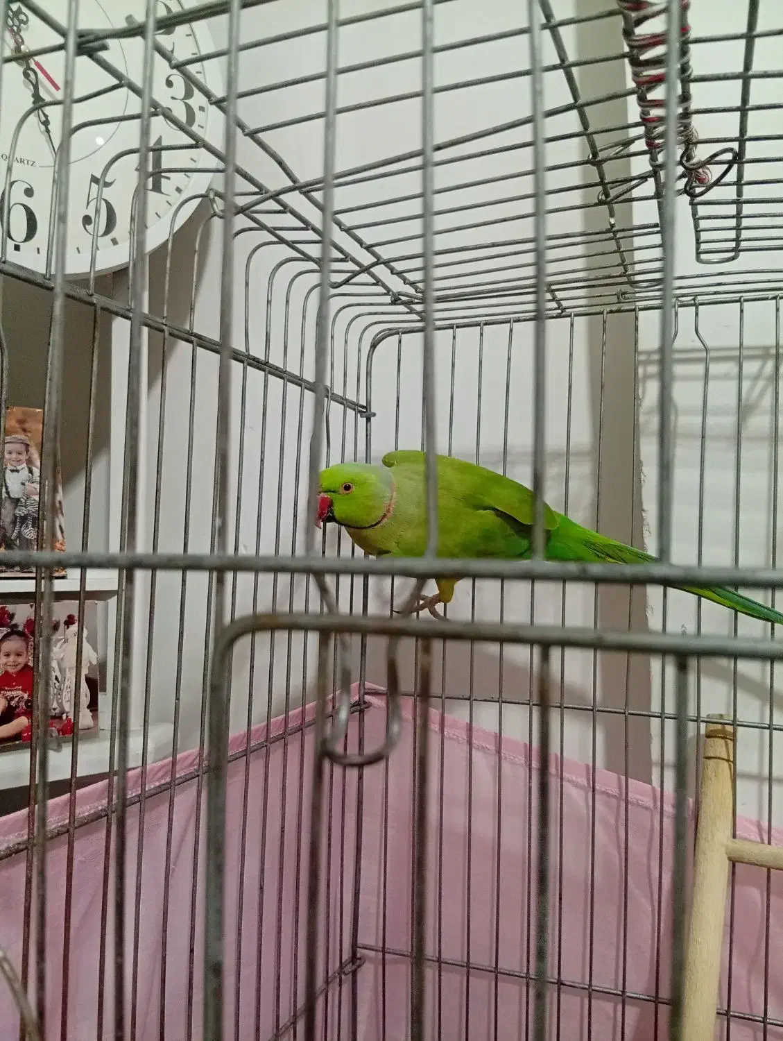 طوطی ملنگو یک سال خورده ای چند کلمه حرف میزنه|پرنده|پاکدشت, پاکدشت (مامازند)|دیوار