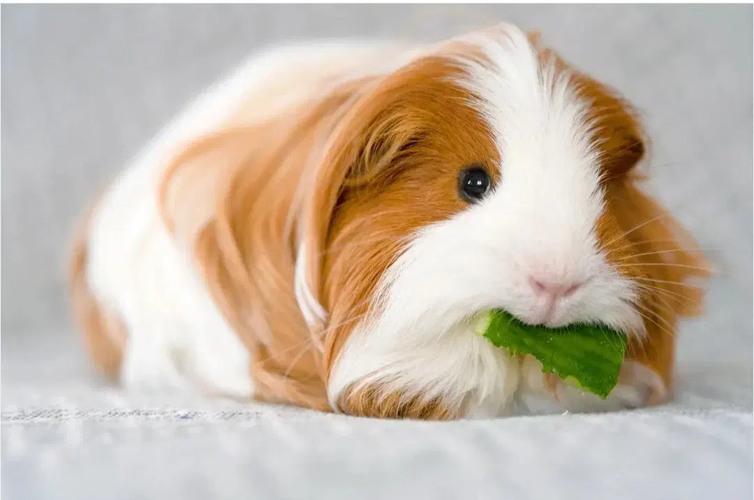 خوکچه هندی|موش و خرگوش|مشهد, پورسینا|دیوار