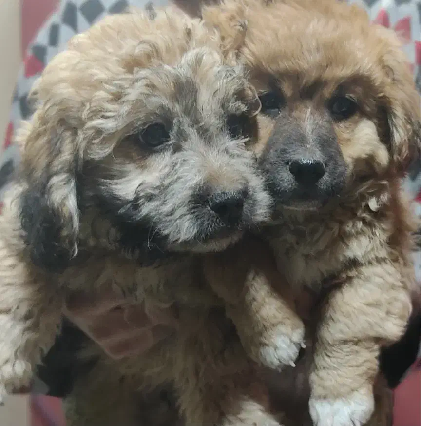 واگذاری شیتزو دوقلو|سگ|تهران, دربند|دیوار