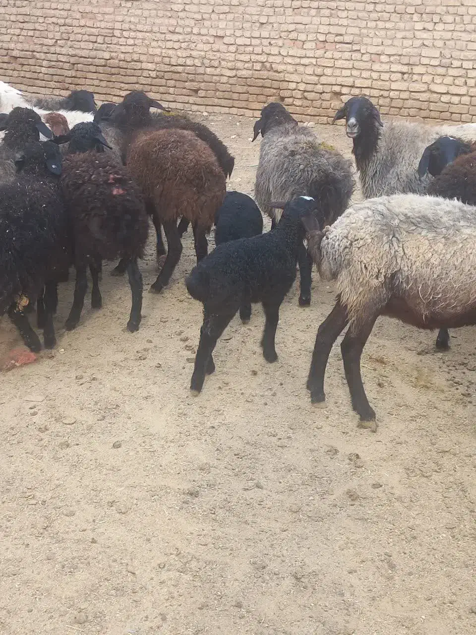 گوسفند میش بره دار جوان و سالم|حیوانات مزرعه|قم, علی آباد|دیوار