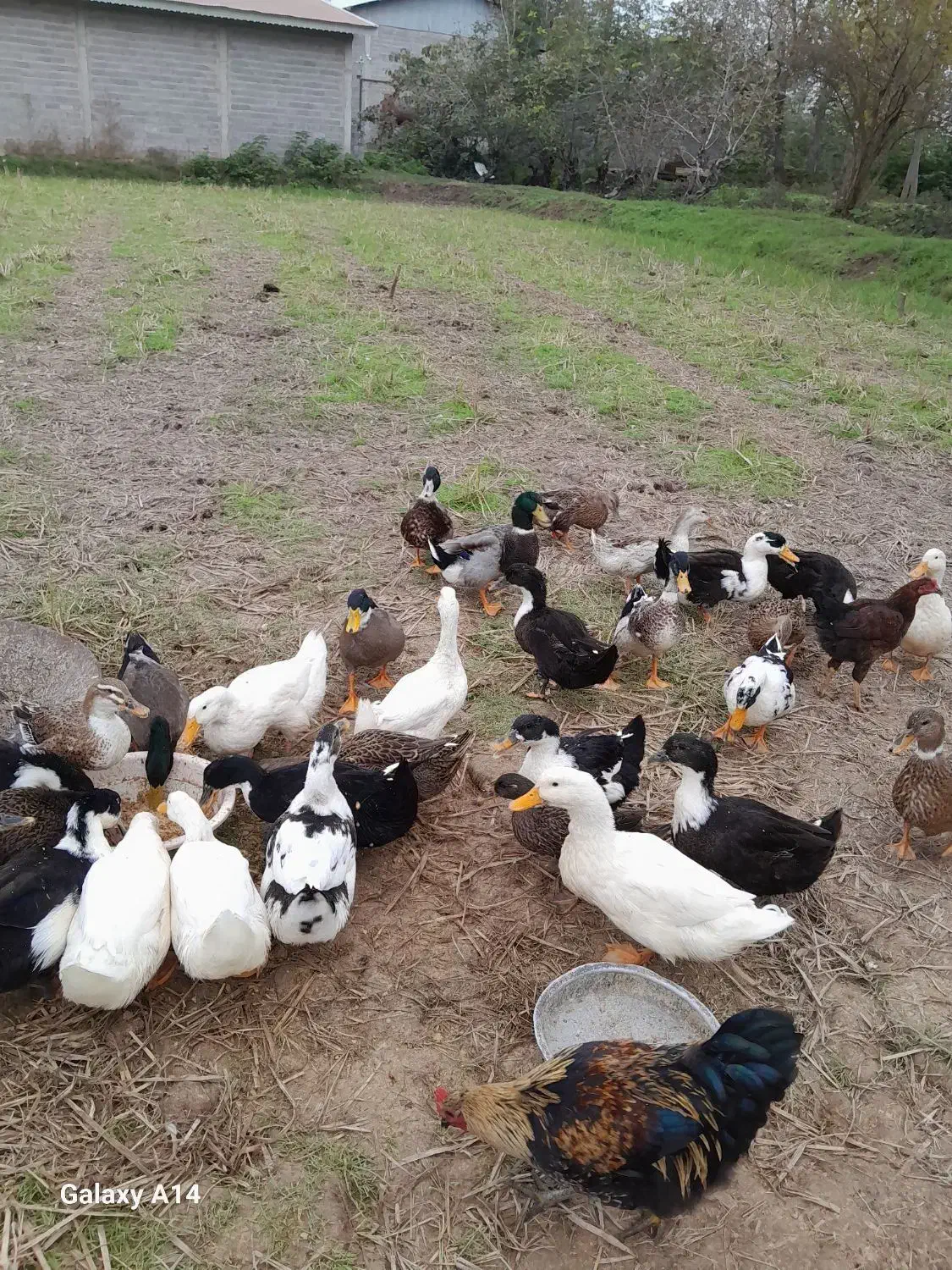 حیوانات خانگی|حیوانات مزرعه|سنگر, |دیوار