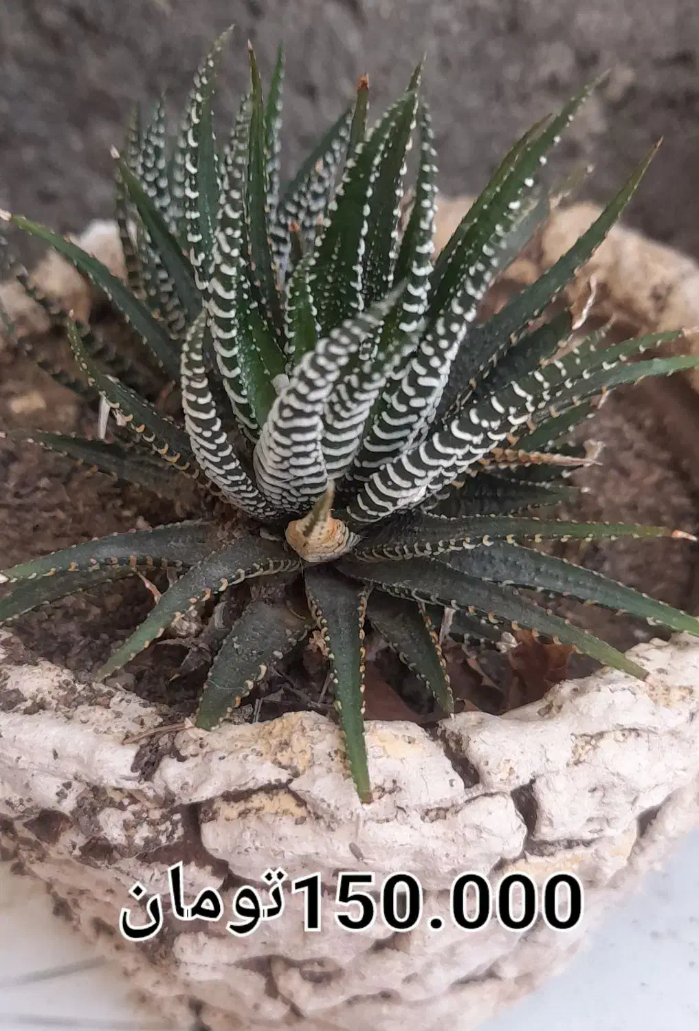 فروش گل طبیعی|گل و گیاه طبیعی|مشهد, شهید شهریاری|دیوار