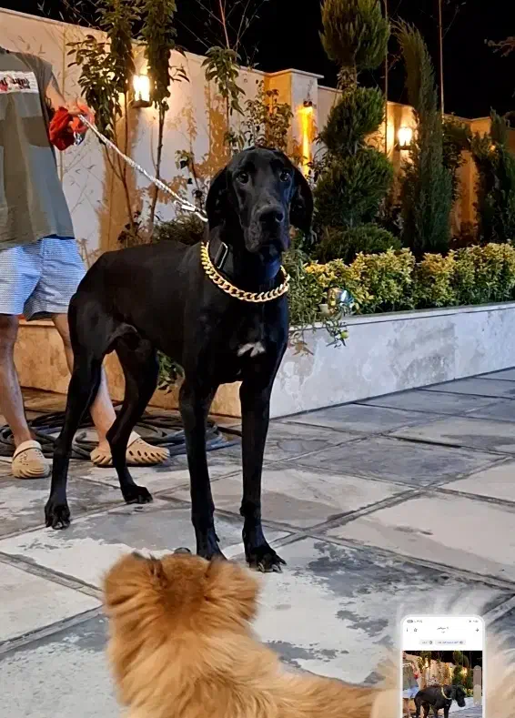 سگ گریت دین سگ سلطنتی|سگ|تهران, هاشمی|دیوار