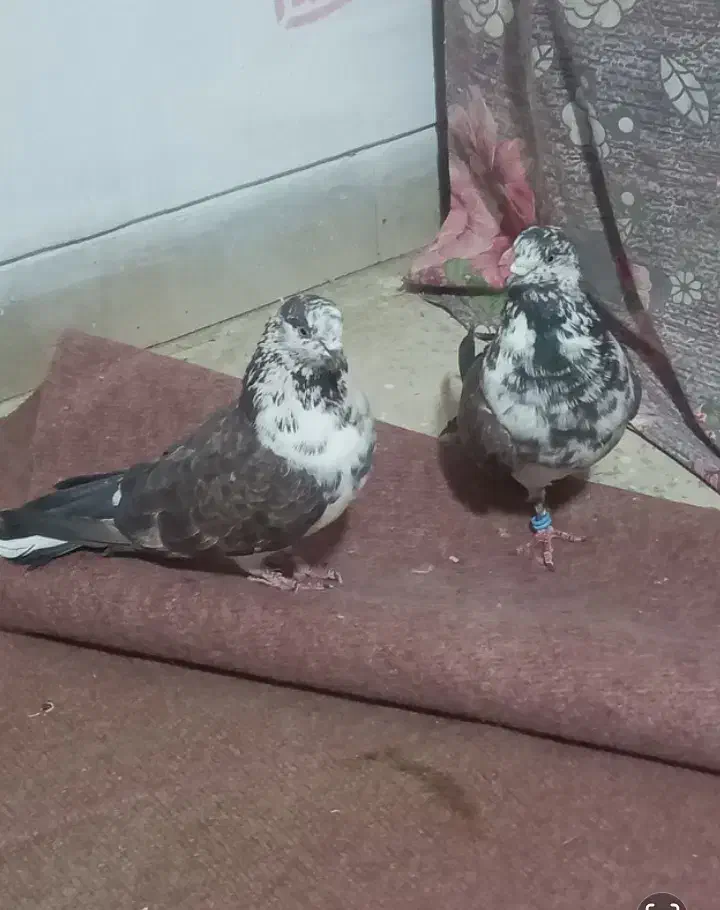 باسلام یک جفت نروماده طرونی به فروش میرسد|پرنده|خمینیشهر, |دیوار