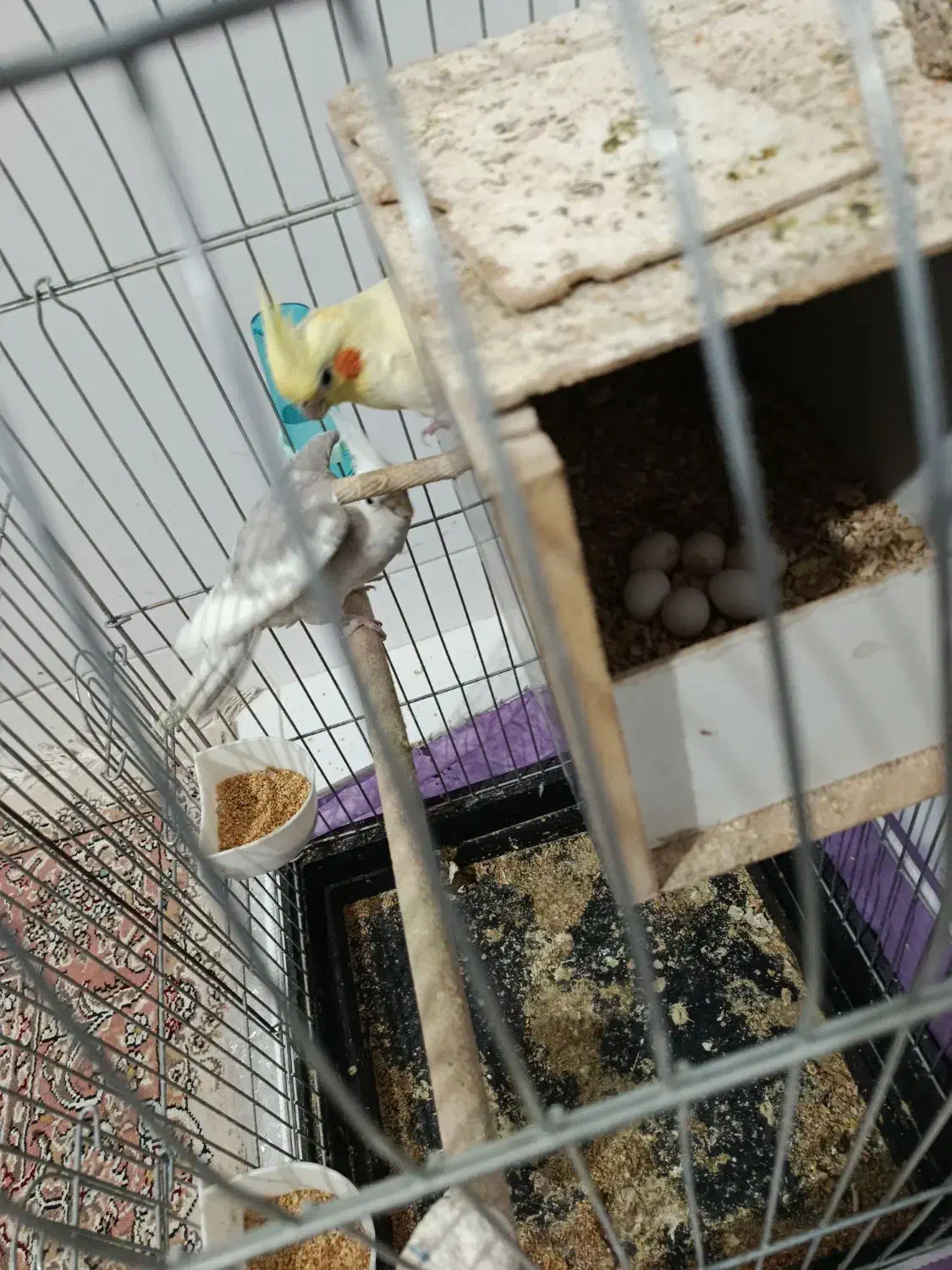 عروس نر ماده مولد|پرنده|کرمان, |دیوار