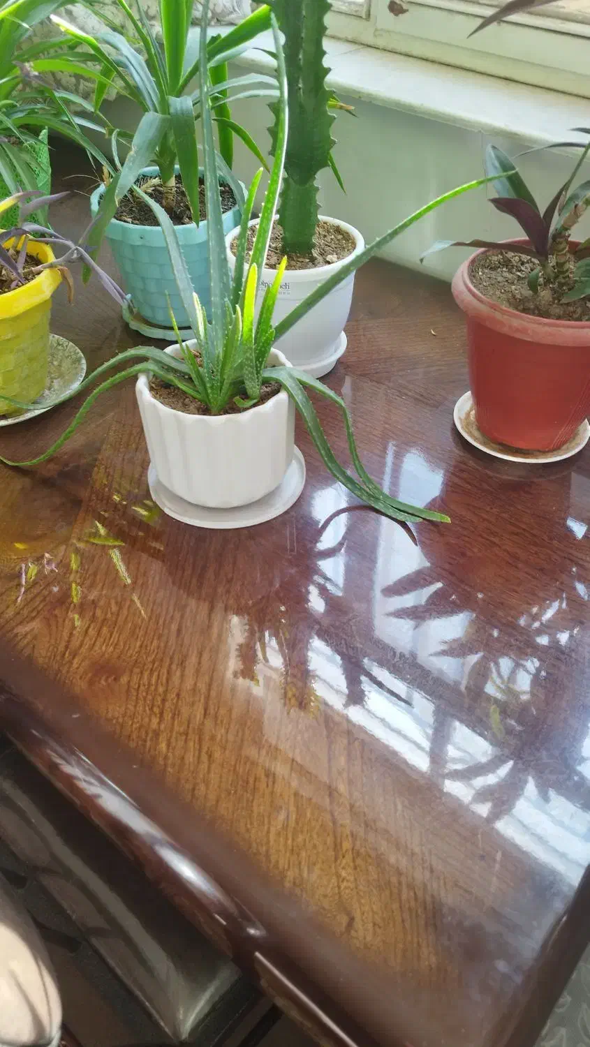 نهارخوریشش نفره|میز و صندلی غذاخوری|فولادشهر, A6|دیوار