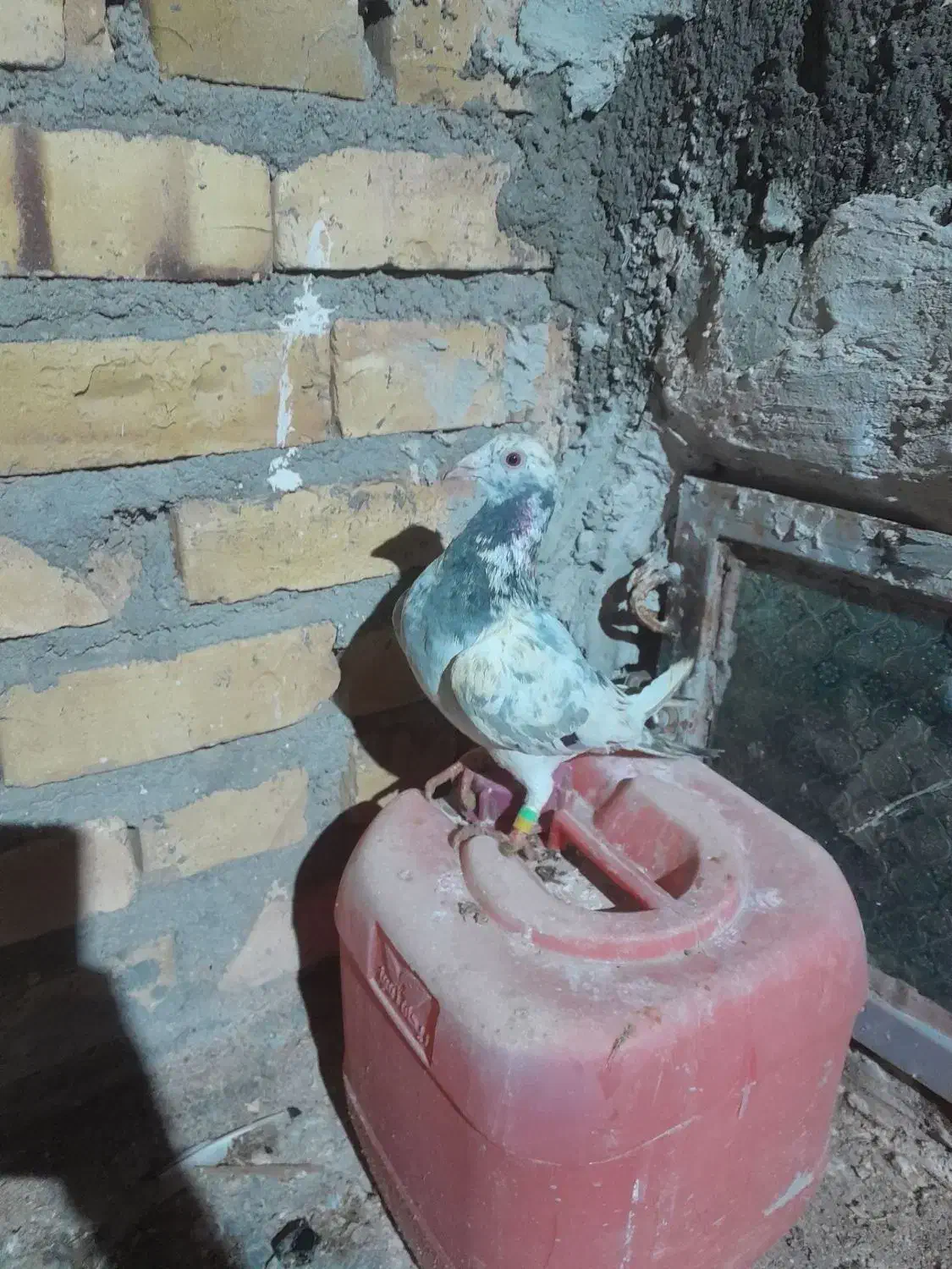 ماده عطیقه|حیوانات|تایباد, |دیوار