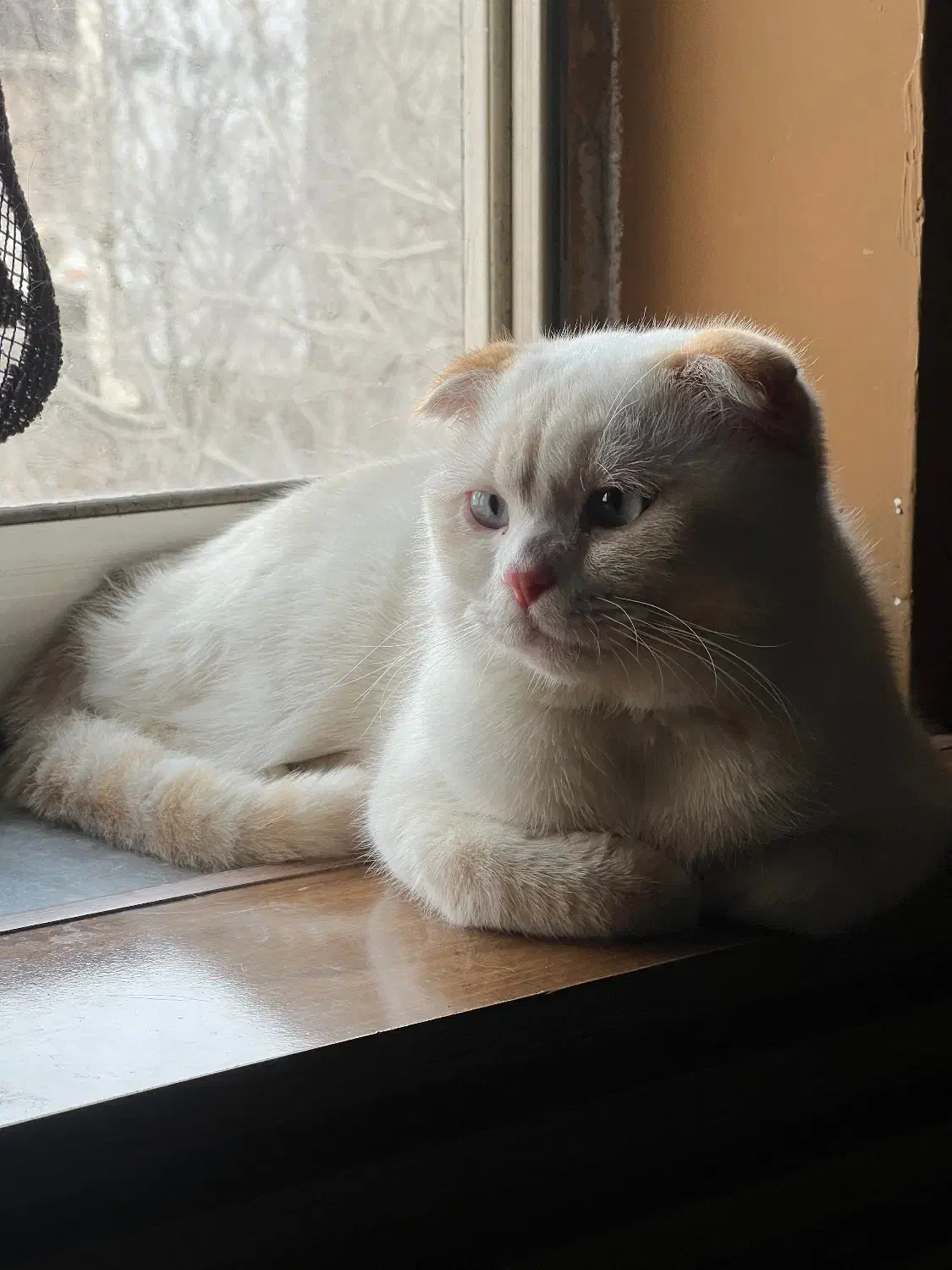 گربه اسکاتیش فولد نر چشم ابی|گربه|ساری, |دیوار