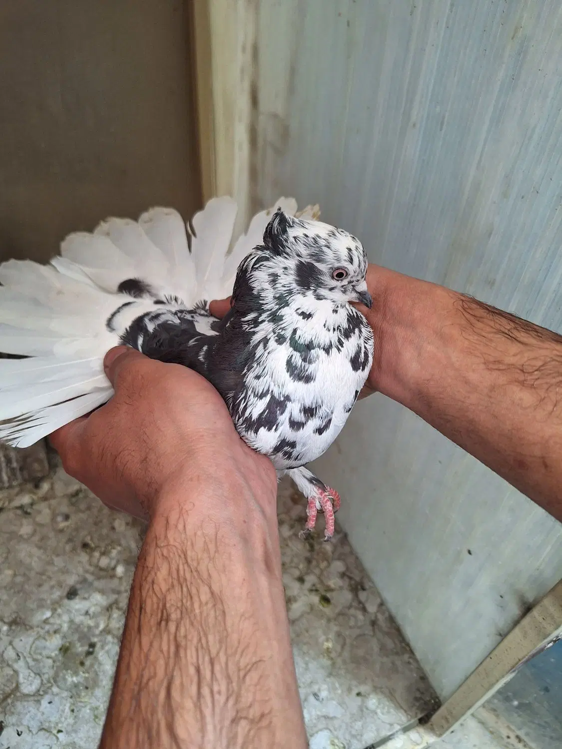 کفتر|پرنده|نجفآباد, شهرک صنعتی نجف آباد|دیوار