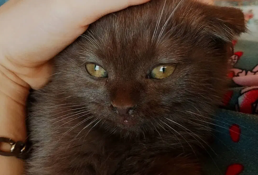 گربه گمشده|گربه|پرند, فاز ۶|دیوار