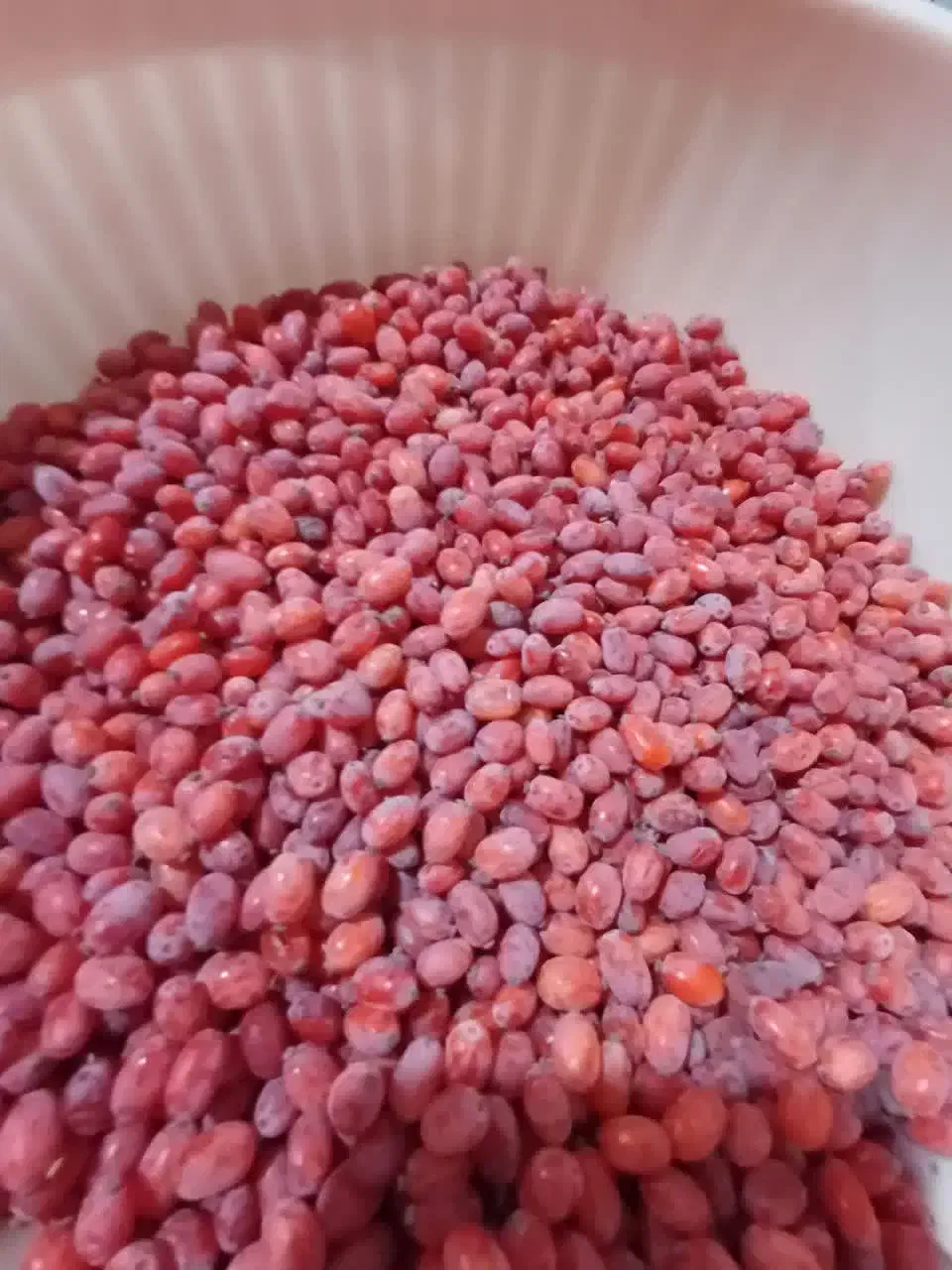 زرشک دونه شده بادست بدون دم و برگ قیمت هرکیلو۲۰۰|خوردنی و آشامیدنی|مشهد, ترمینال|دیوار