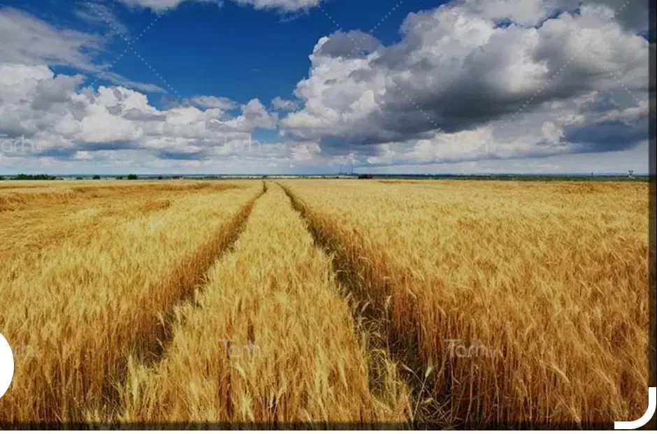 زمین اجاره|اجارهٔ دفتر صنعتی، کشاورزی، تجاری|دهدشت, |دیوار