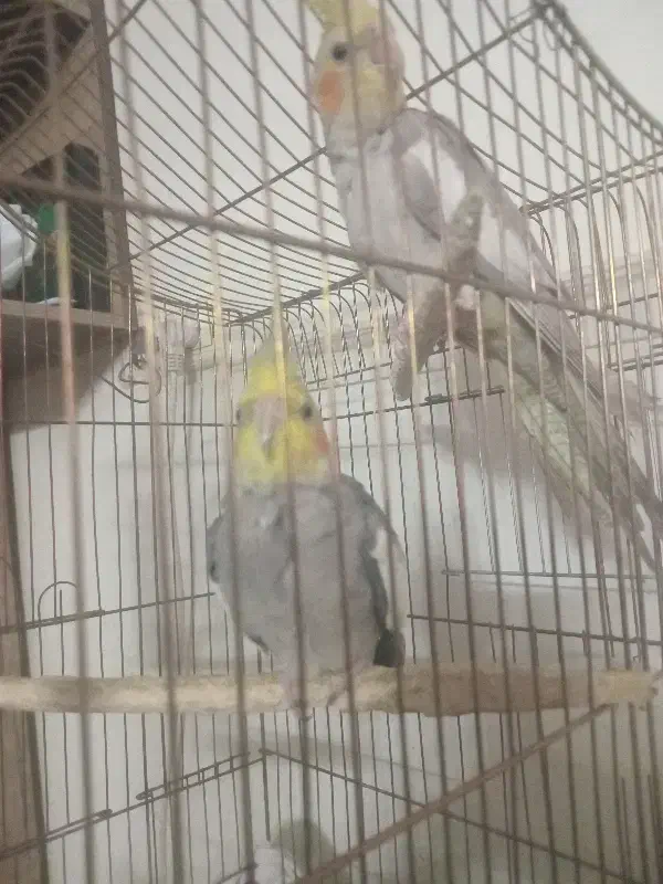 فروش عروس هلندی|پرنده|قدس, شهر‌قدس|دیوار