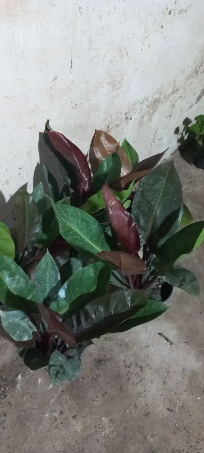 گل و گیاه طبیعی|گل و گیاه طبیعی|خرمشهر, |دیوار