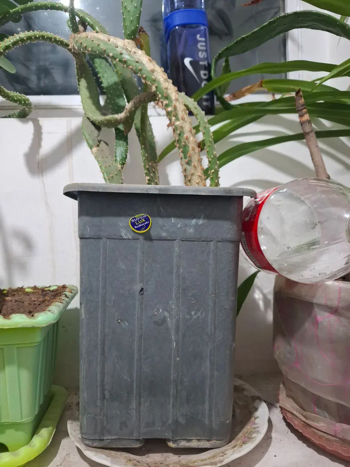 گل خانگی|گل و گیاه طبیعی|سهند, |دیوار