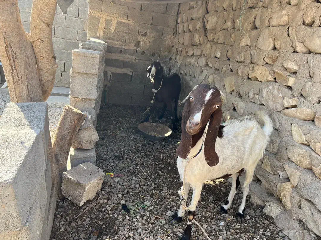 فروش دو بز|حیوانات مزرعه|بردخون, |دیوار