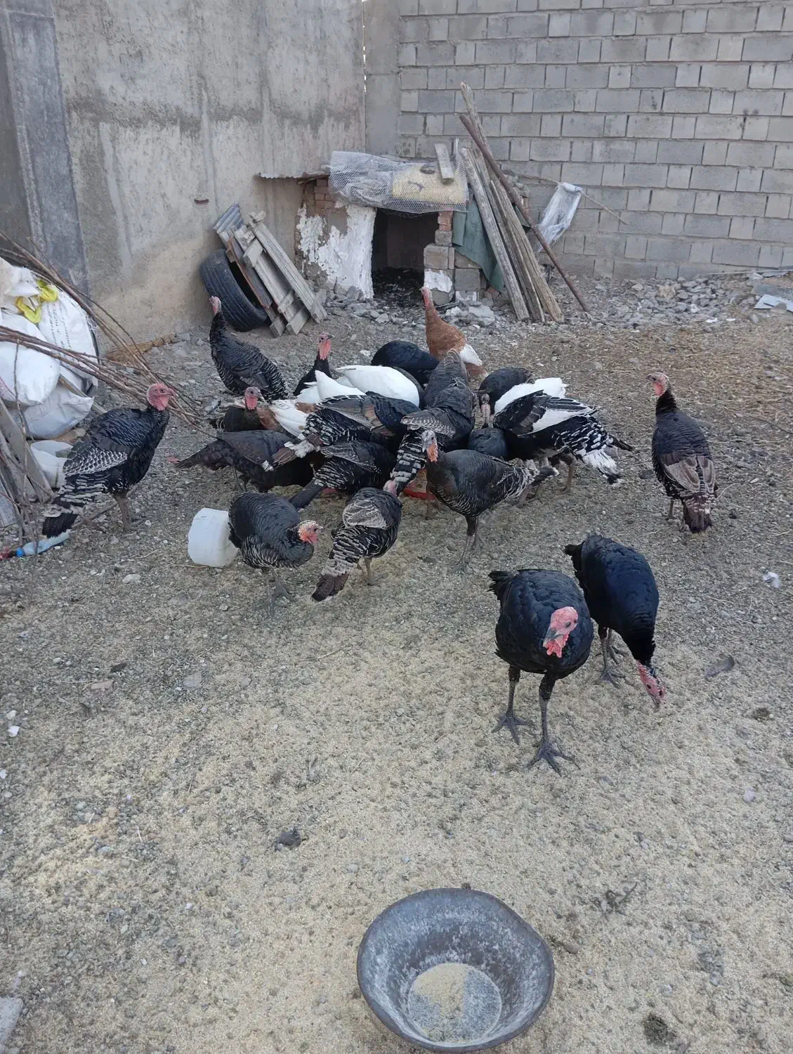 ،بوقلمون محلی|حیوانات مزرعه|بکتاش, |دیوار