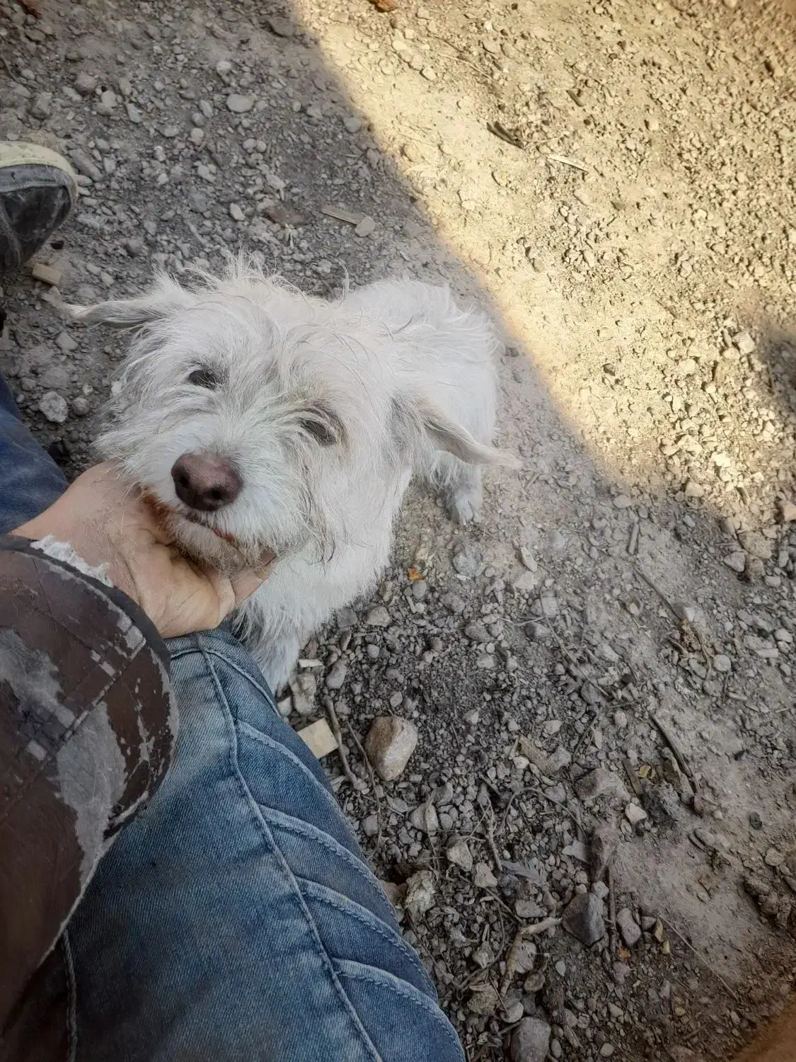 گمشده پاپی سفید|حیوانات|نجفآباد, جلال آباد|دیوار