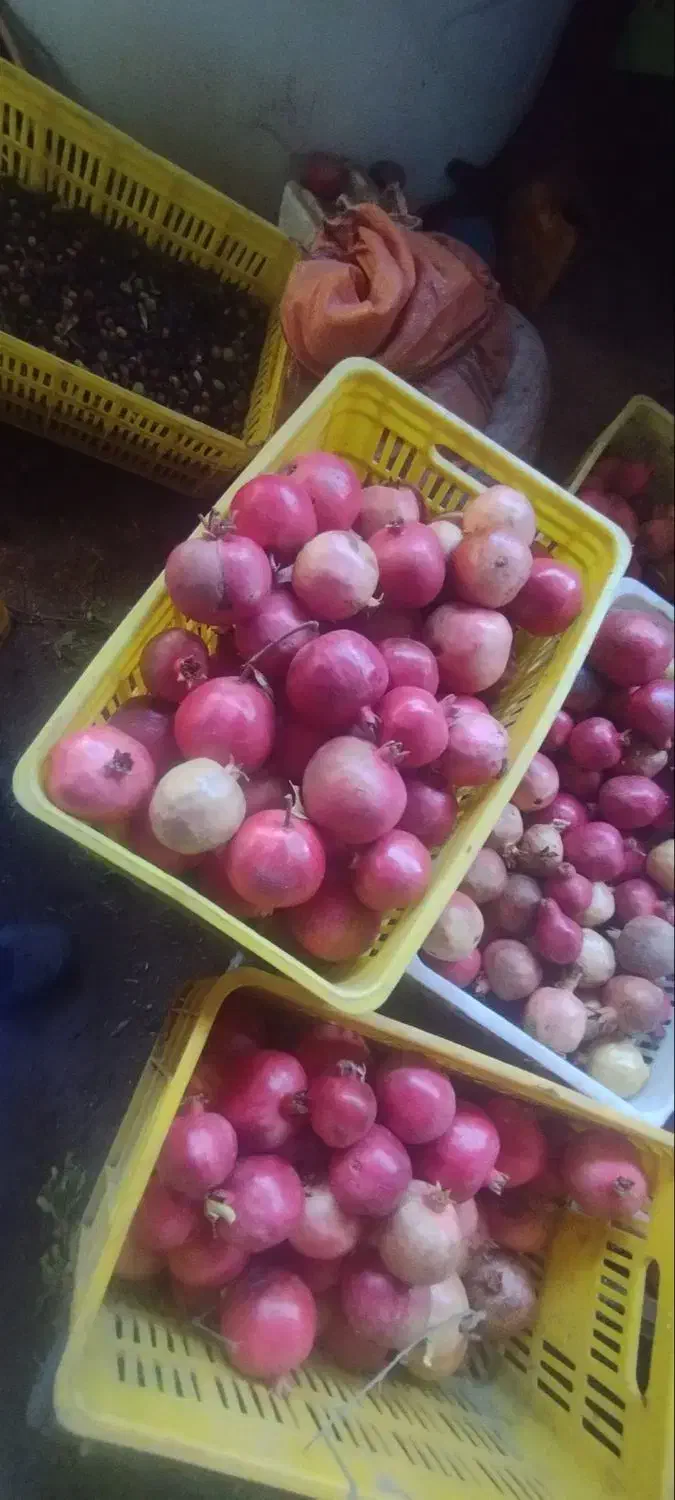 انار طارم|خوردنی و آشامیدنی|گیلوان, |دیوار