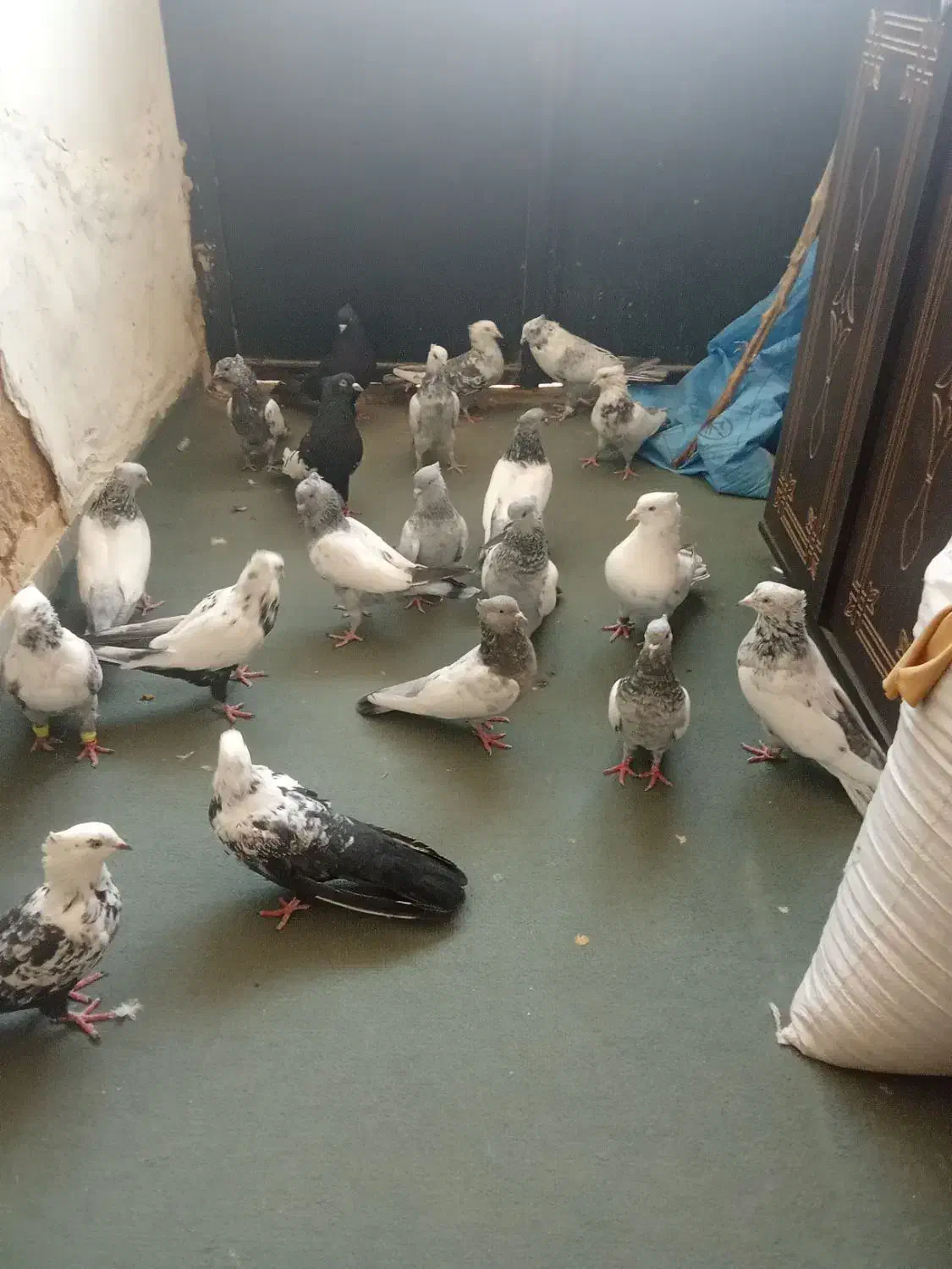 کفتر|پرنده|بیضا, |دیوار