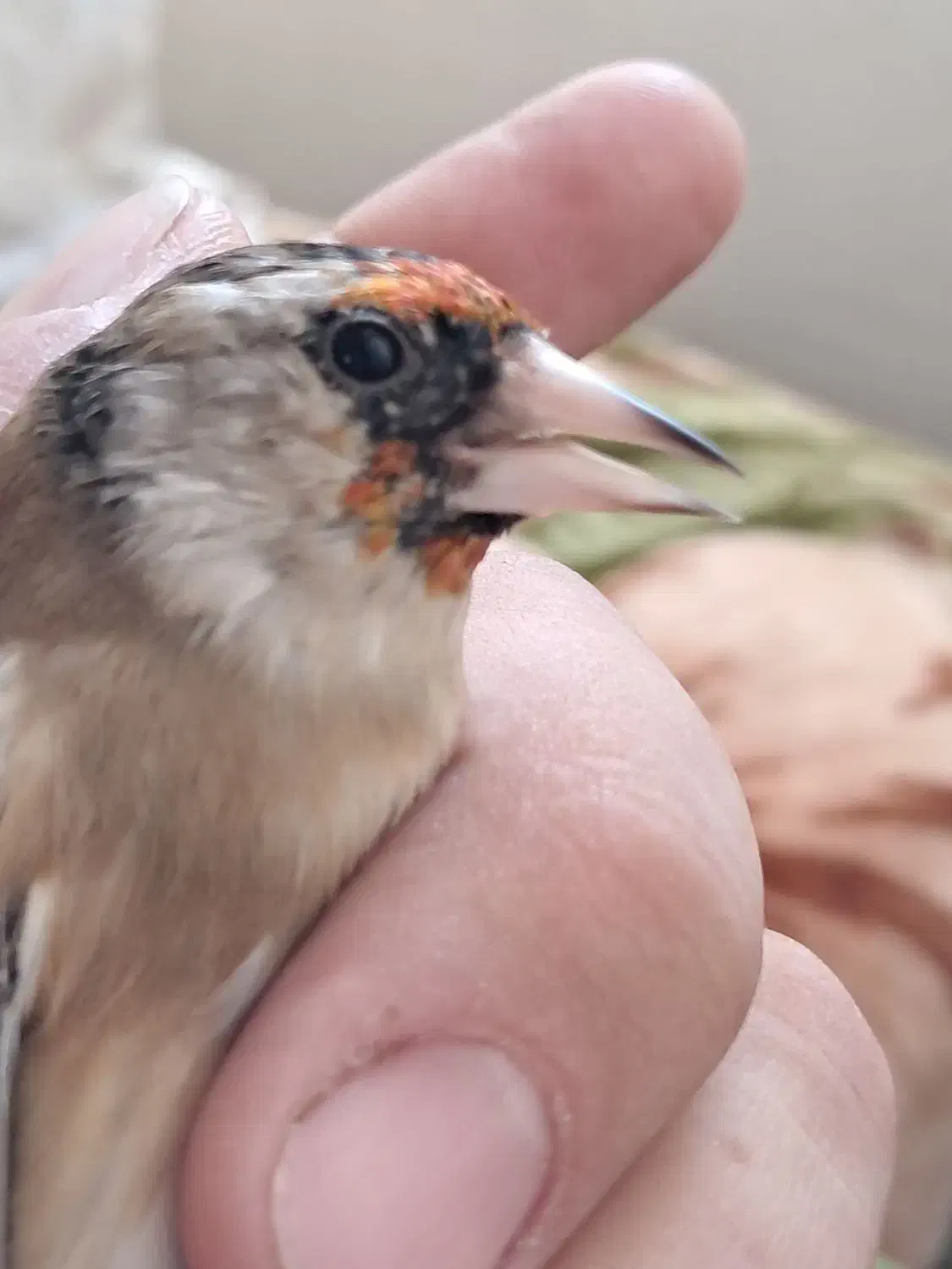 سره نر|پرنده|قرچک, میرزائی جنوبی|دیوار