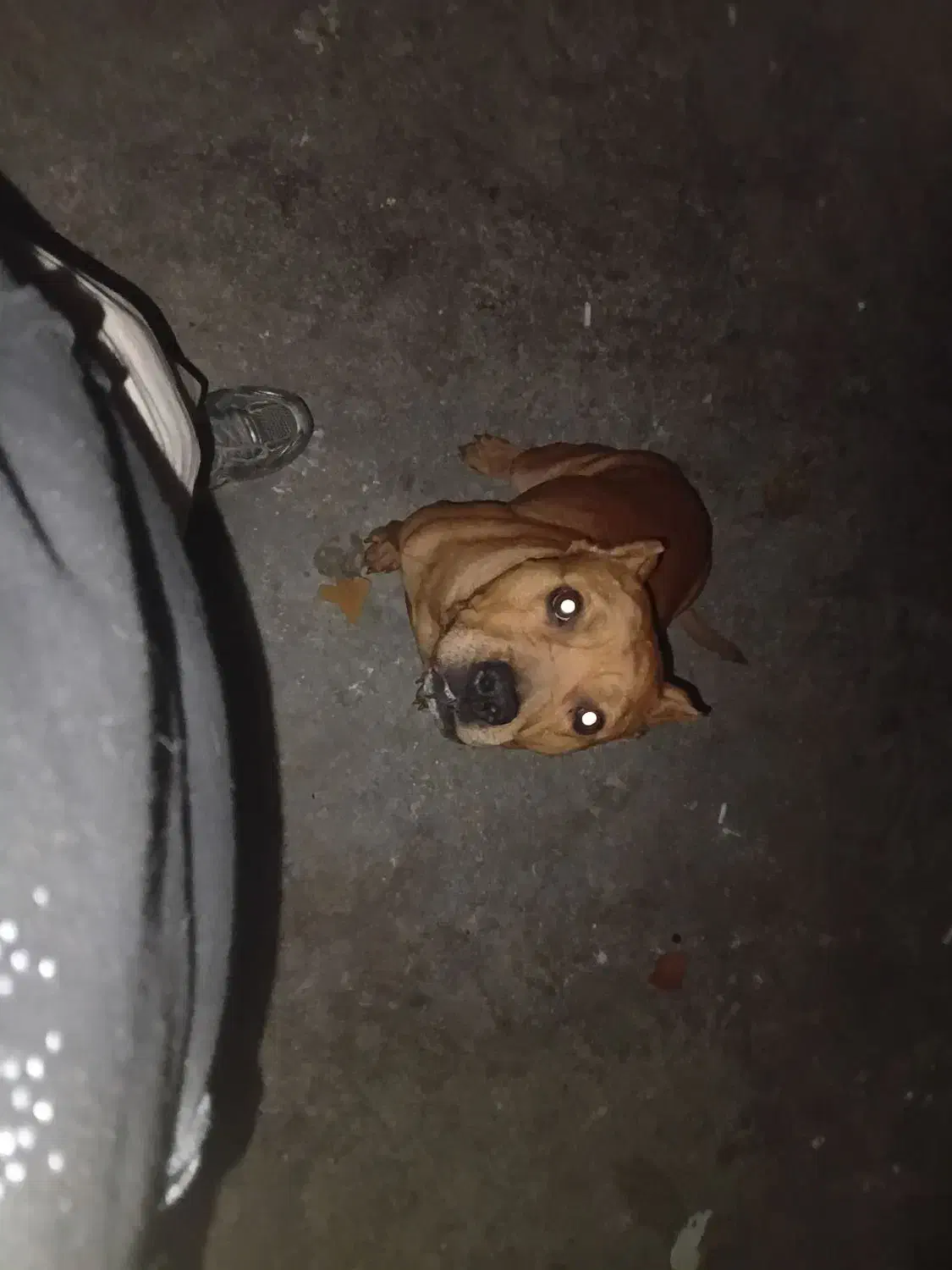 سک پیتبول|سگ|کرج, کرج نو|دیوار