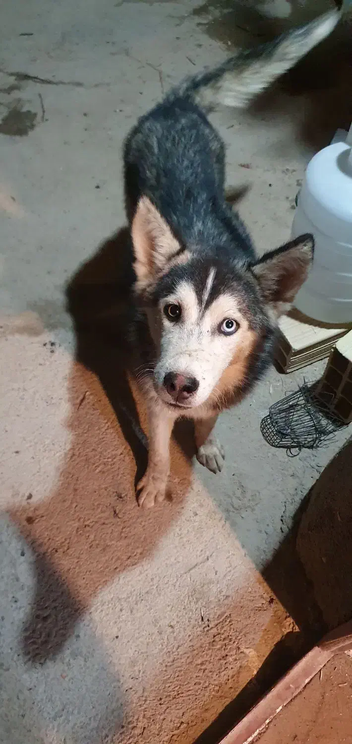 سگ هاسکی|سگ|شاهرود, |دیوار