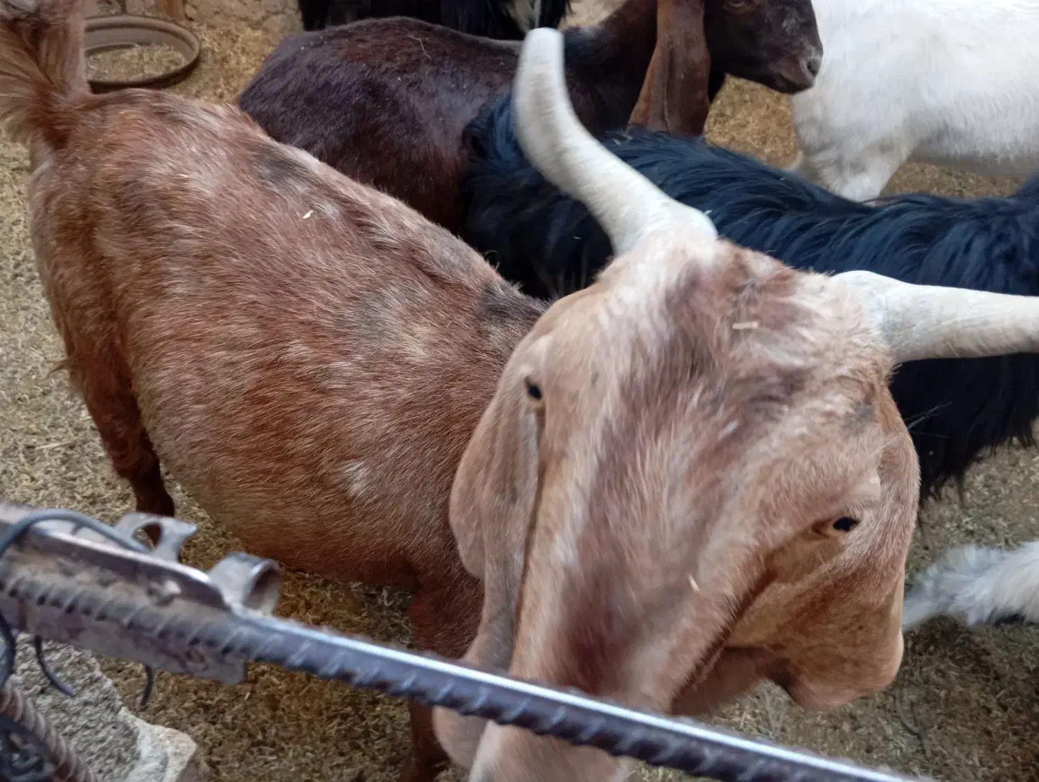 4بز شیری|حیوانات مزرعه|سراوان, |دیوار