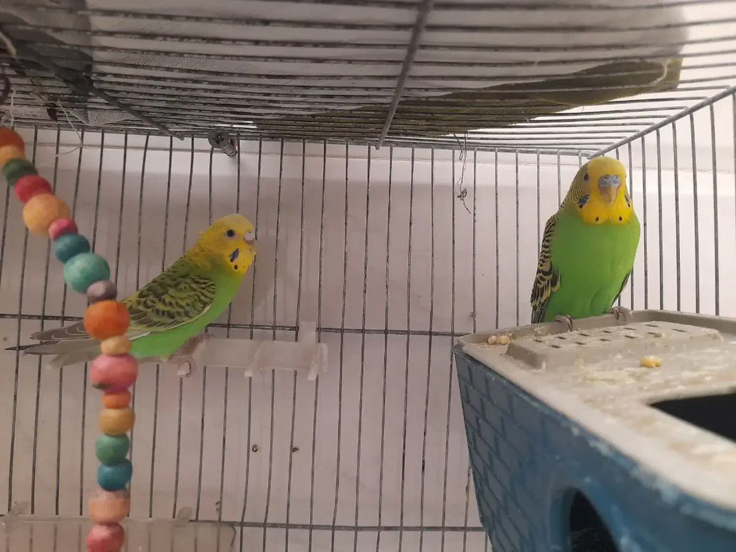 چهار عدد مرغ عشق|پرنده|چهاردانگه (تهران), |دیوار