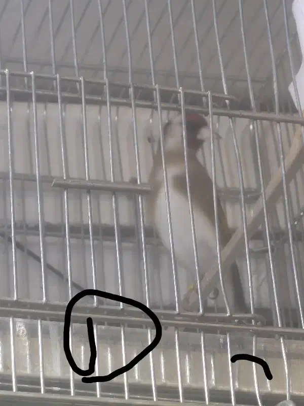 سهره متولد قفس زیر دهن ایوب رحمتی|پرنده|تهران, حر|دیوار