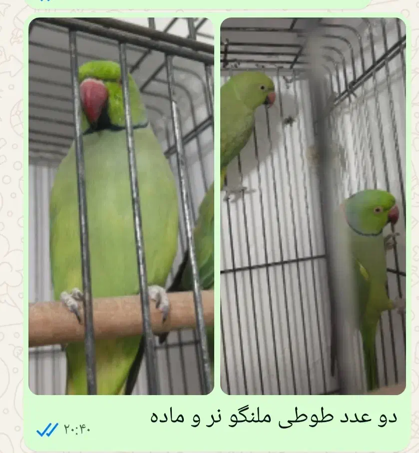 ملنگو  برزیلی عروس هلندی فنج مرغ عشق|پرنده|تهران, خلیج فارس|دیوار