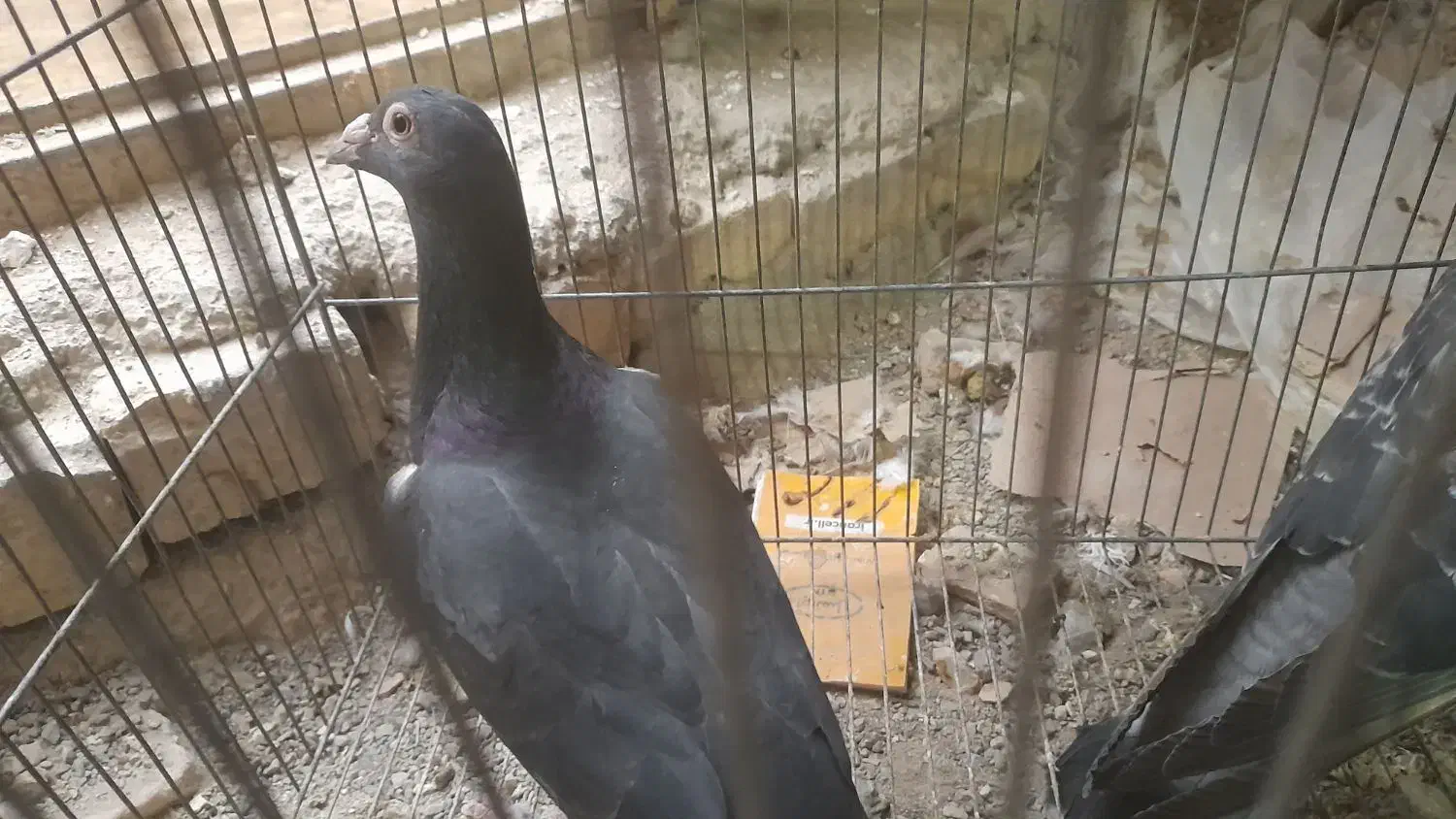 ی جف نامور|پرنده|همدان, |دیوار