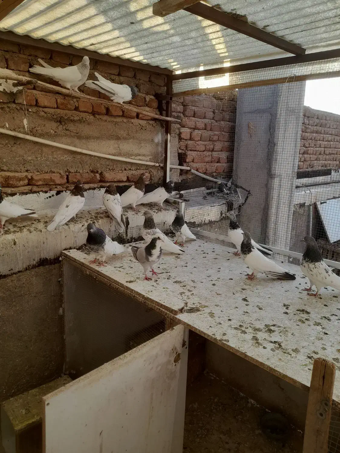 فروش کبوتر نروماده|پرنده|آذرشهر, |دیوار