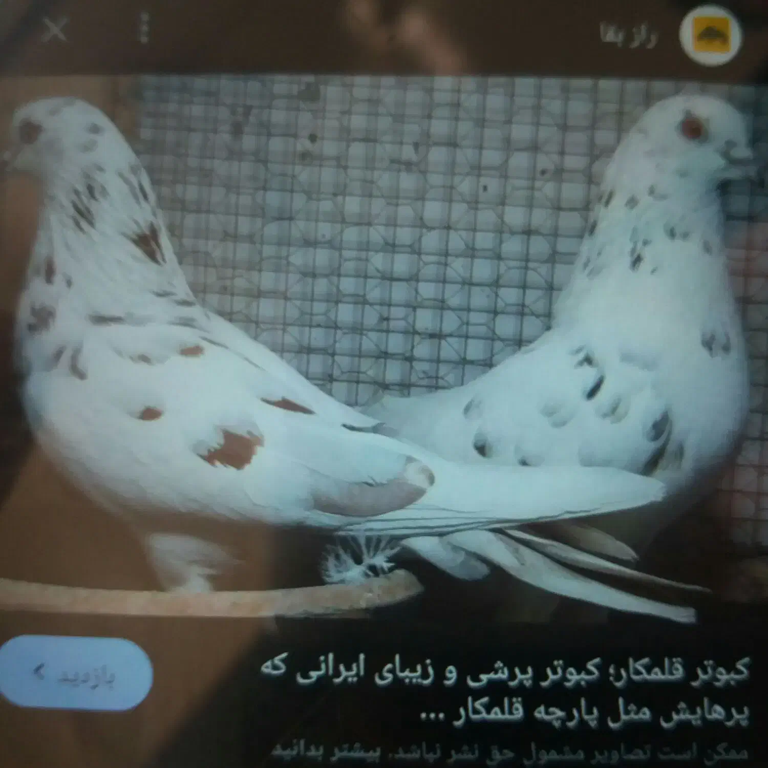 واگذاری کبوتر پرشی|پرنده|زنجانرود, |دیوار