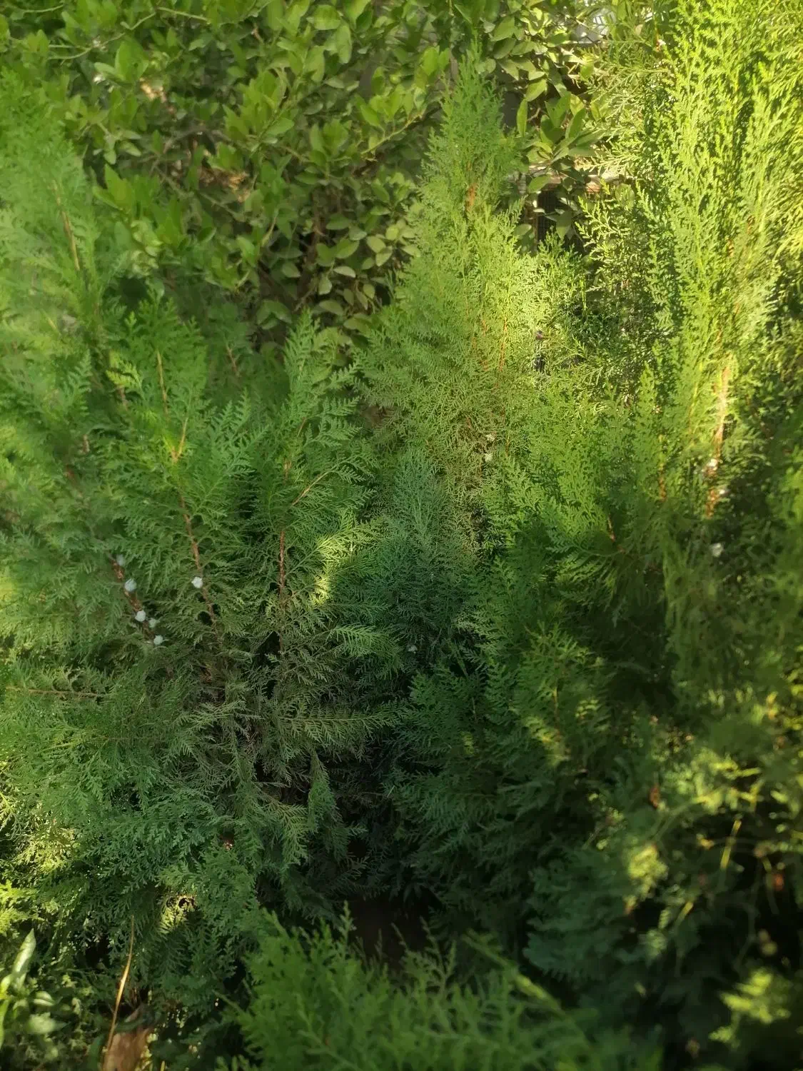 درختهای زینتی|گل و گیاه طبیعی|خفر, |دیوار