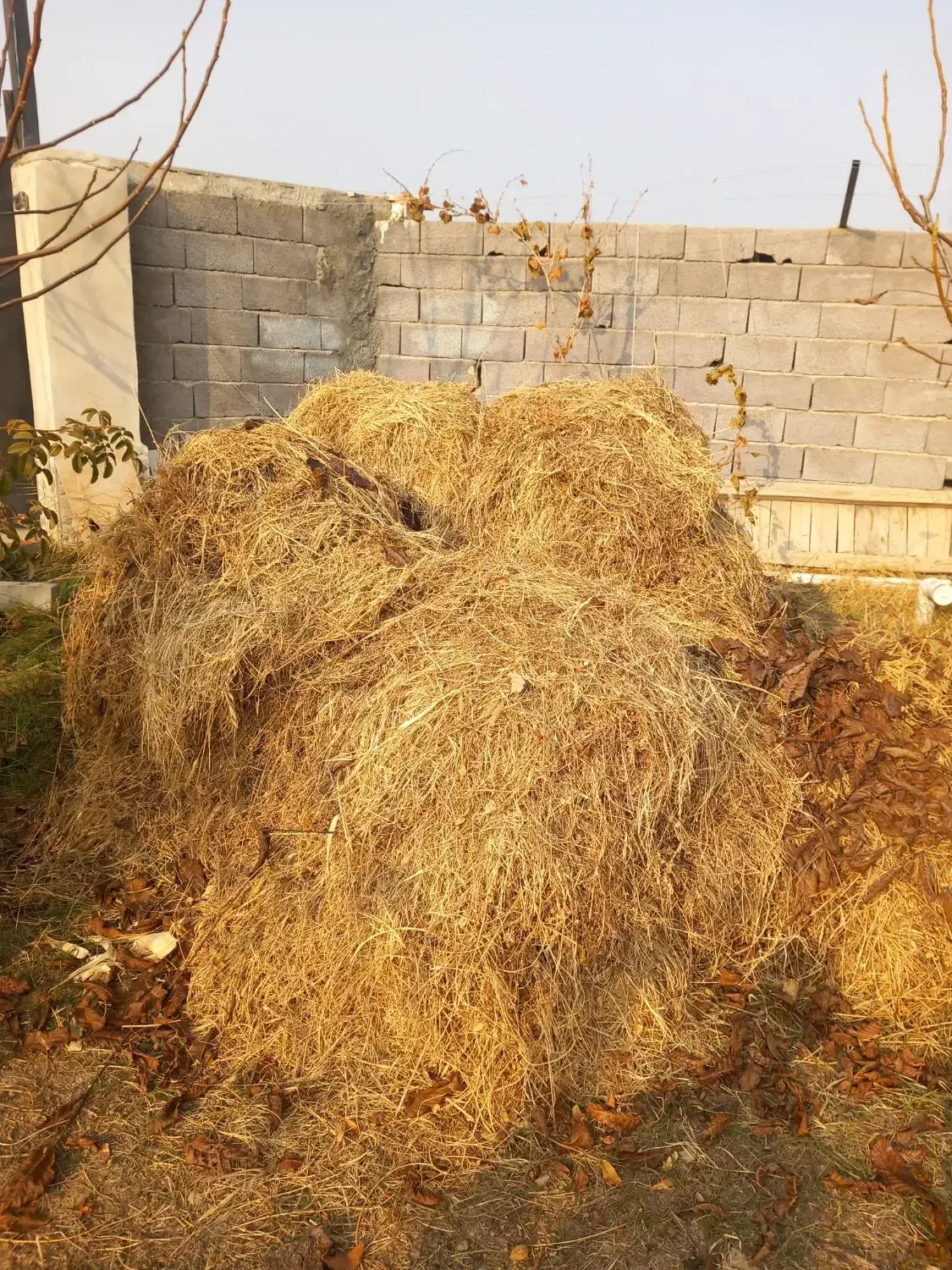 علوفه|حیوانات مزرعه|نوشین شهر, |دیوار