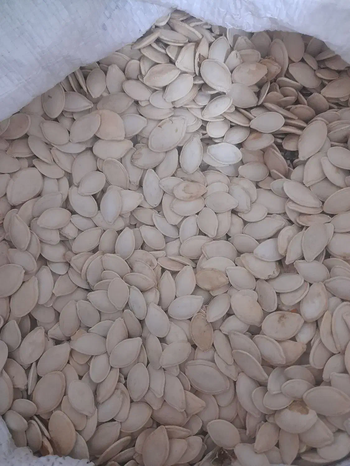 تخمه کدو|خوردنی و آشامیدنی|میاندوآب, |دیوار