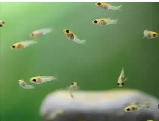 دمشمشیری|ماهی|سلماس, |دیوار