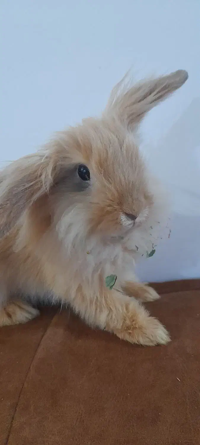 خرگوش‌های لوپ اصل هلندی|موش و خرگوش|اهواز, کوروش|دیوار