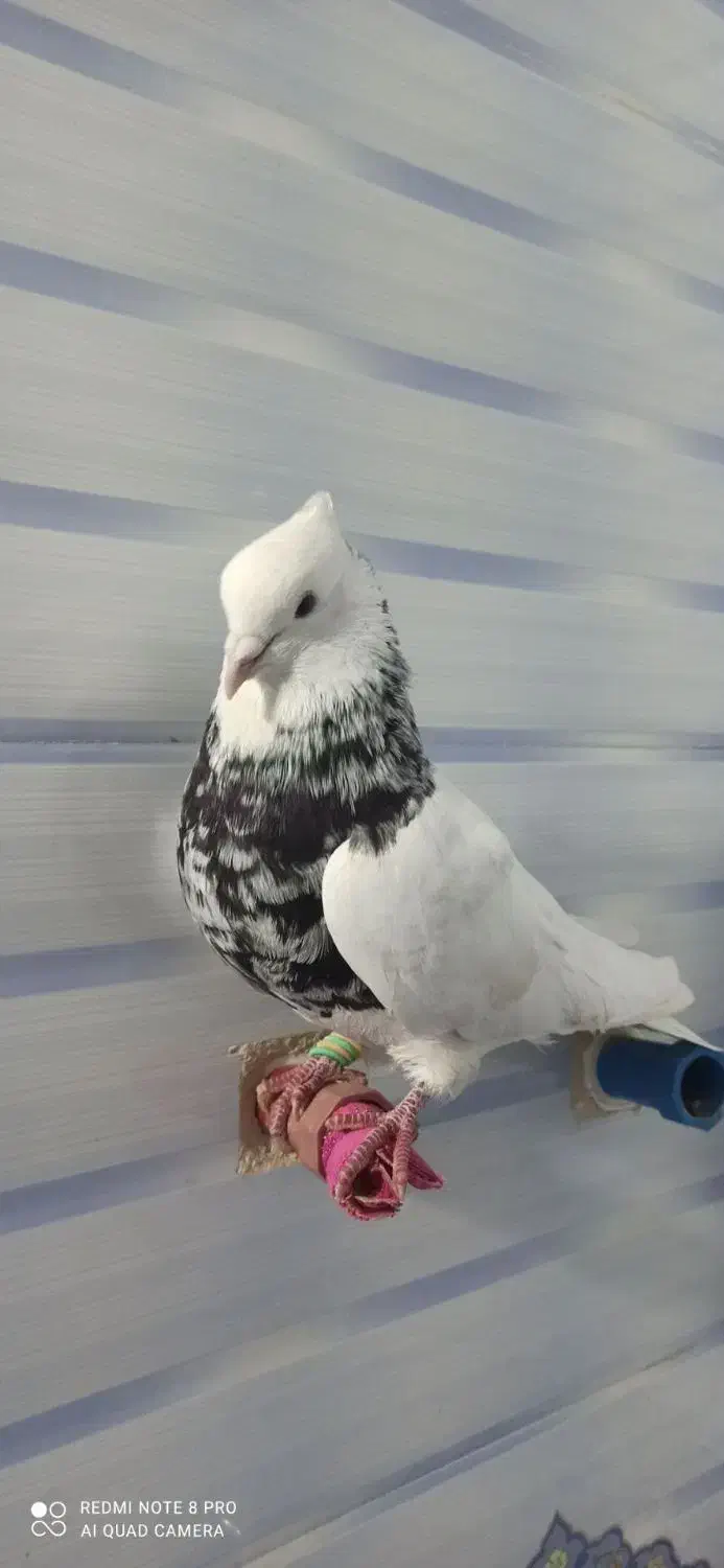 کبوتر|پرنده|کوهدشت, |دیوار