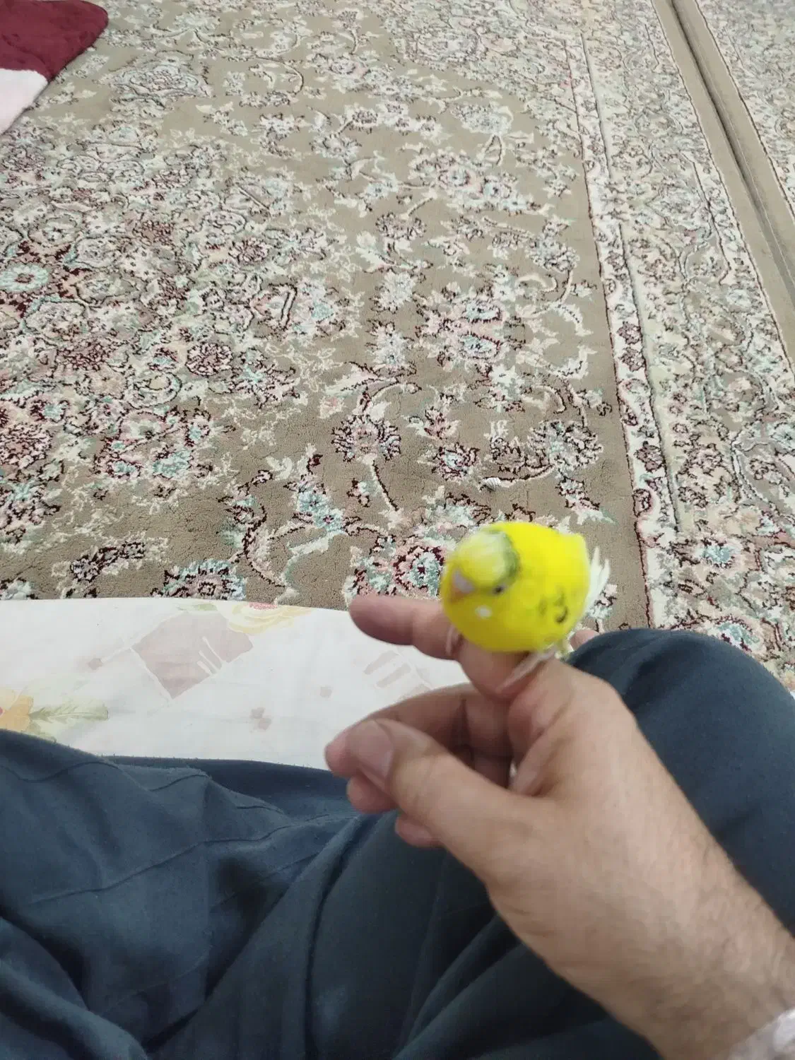 فروش یک عدد مرغ عشق اهلی معاوضه  با فنچ|پرنده|شاهین دژ, |دیوار