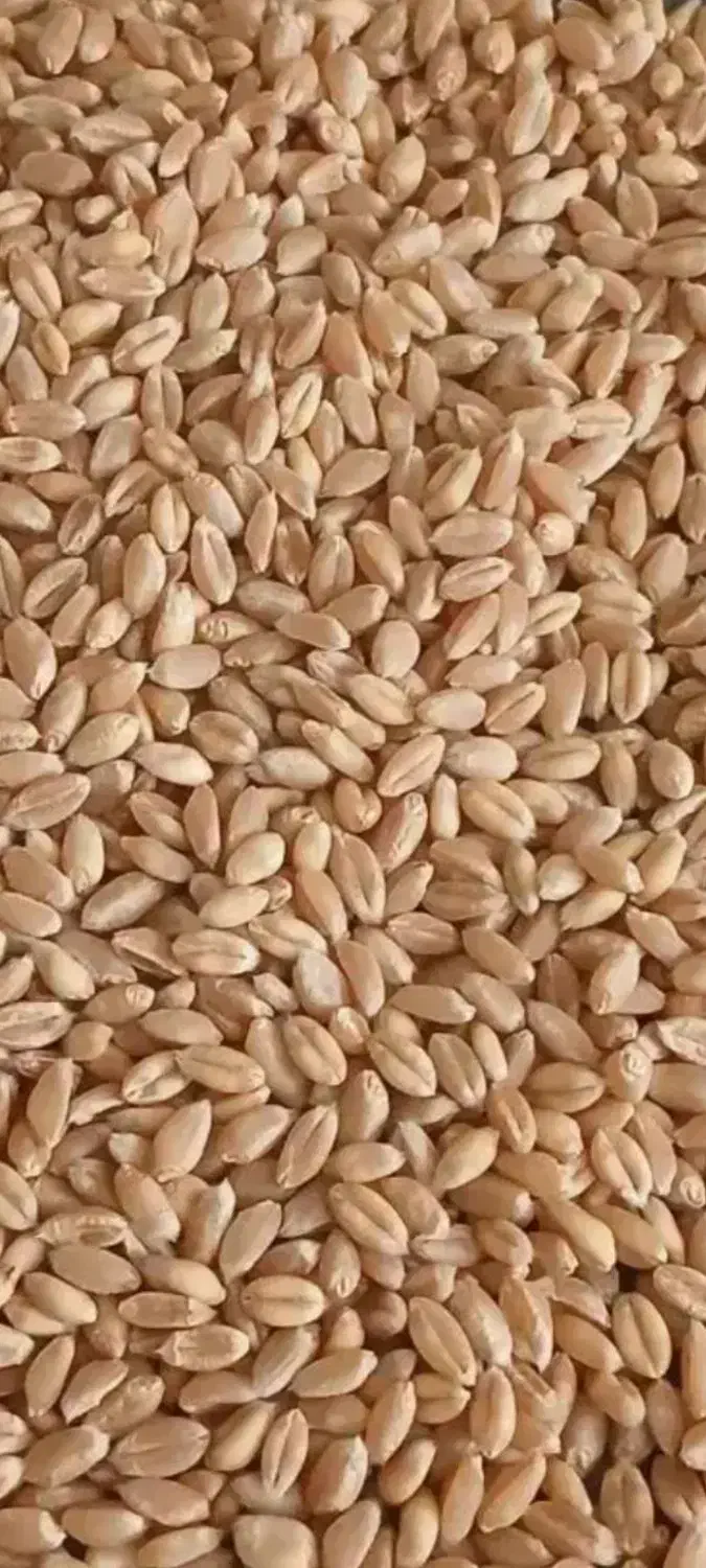 بذر گندم دیم نو|گل و گیاه طبیعی|فرمهین, |دیوار
