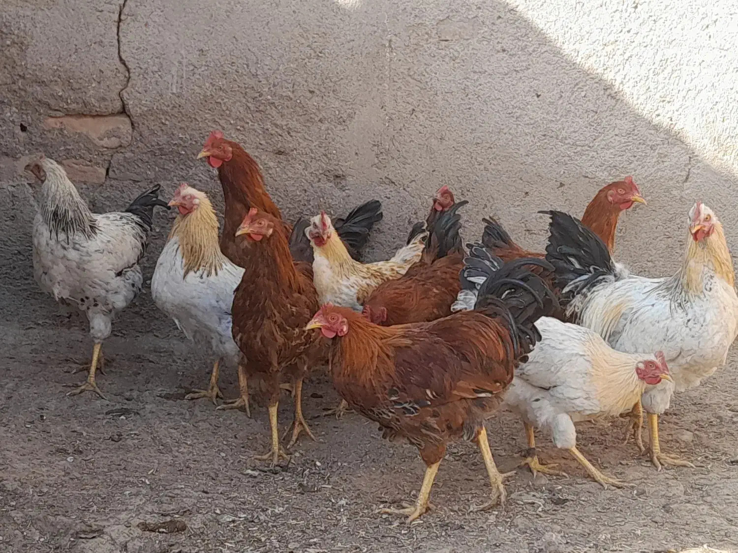 فروش ۱۰خروس محلی|حیوانات مزرعه|بوئین زهرا, |دیوار