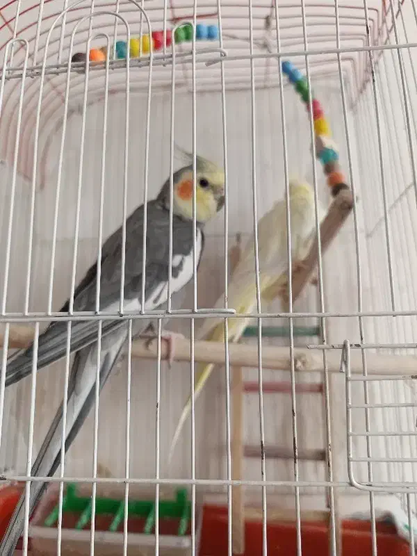 عروس هلندی|پرنده|سیرجان, |دیوار