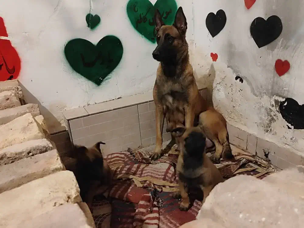 نرو ماده مالینویز|سگ|کرمان, |دیوار