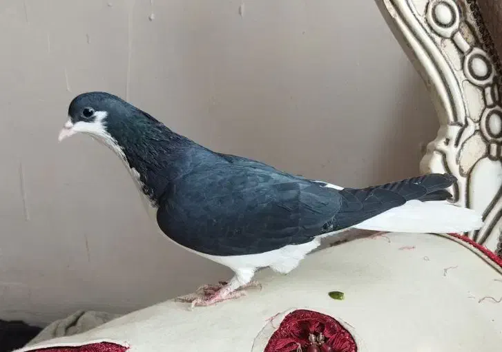 غریب گیری.|پرنده|الوند, |دیوار