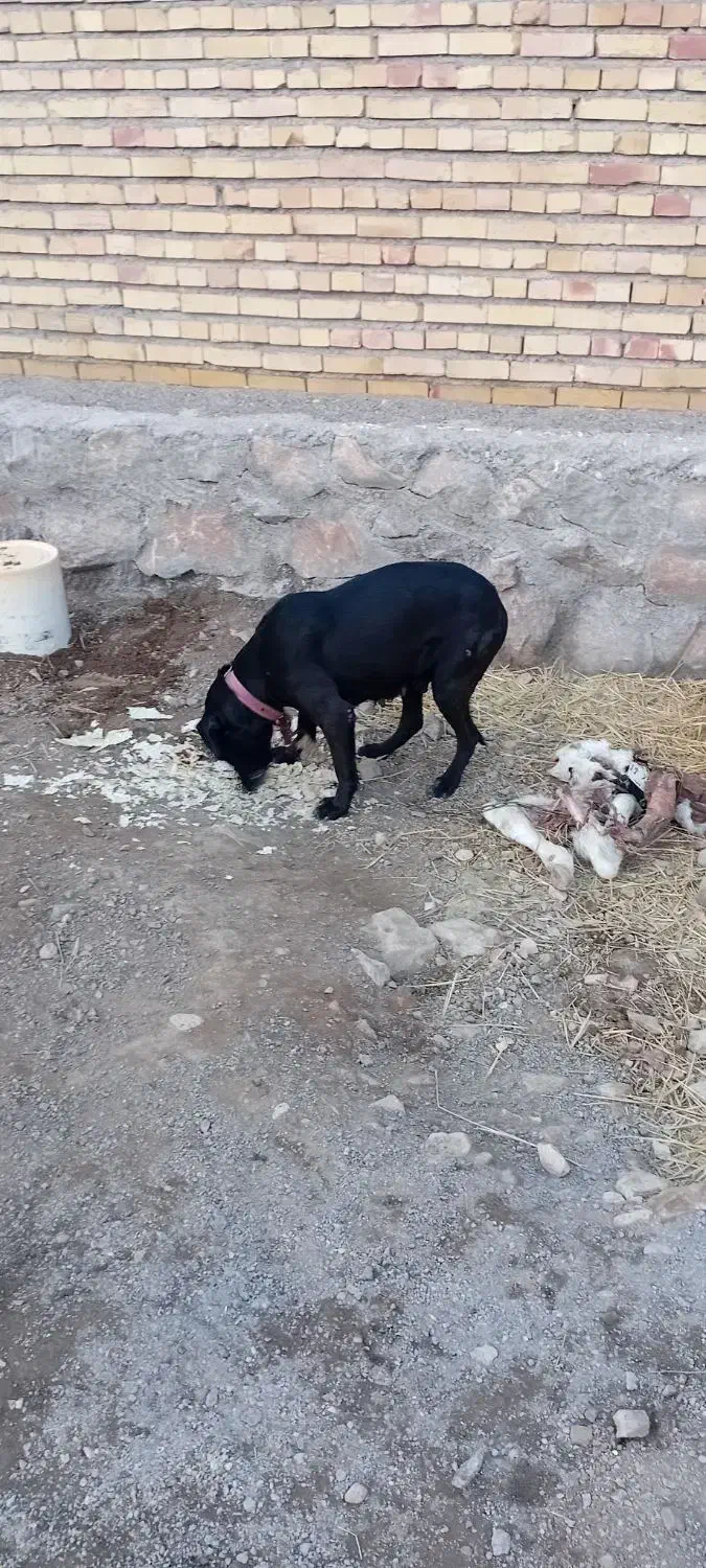 سک ماده قره قیز|سگ|بستان آباد, |دیوار